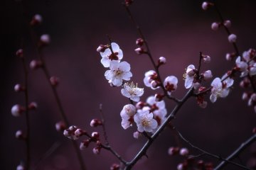 Glorious Plum Blossoms at Expo Park