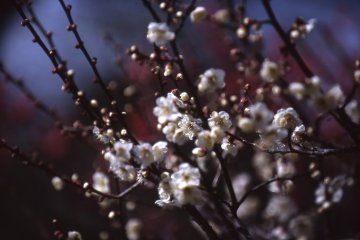 Dreamy plum blossoms on a spring day