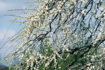 Cascading plum trees still young with a tinge of green!