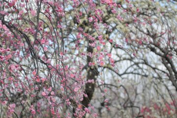 Playing in a spring haze