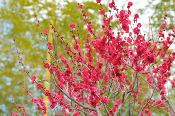 Brilliant plum blossoms with young bamboo trees in the background