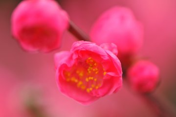 A bud pops open and brilliant color bursts out!