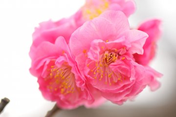 Adorned with red costume of eight layers of petals
