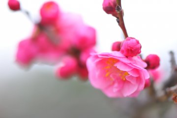 Bowing plum blossom worrying about something