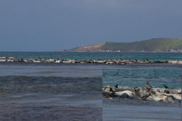 Seals!