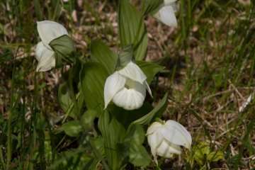 Rebun atsumori-so (orchid type unique to the island)