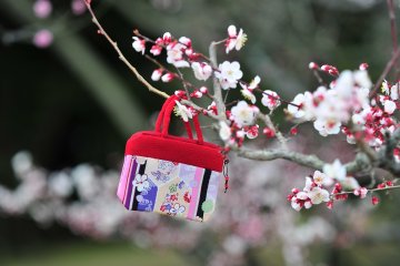 Lost Property on a Plum Tree Branch