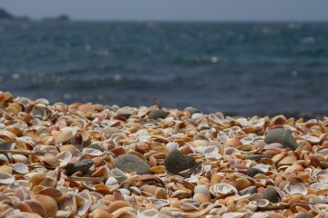 Shell beach