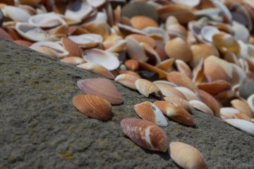 Perforated shells