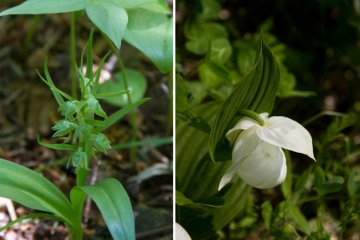 Right: Rebun atsumori-so (type of orchid), left: very rare flower called ao-chidori in Japanese