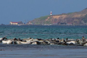 Amazingly large group of seals not far from the shore