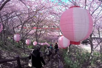 Bunga Sakura Miurakaigan