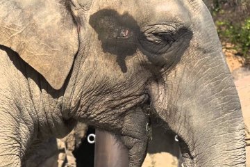 Ueno Zoo #1 – Cute Grass Eaters