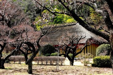 <p>Thatched roof of Nagai Residence with plum orchard in the foreground</p>