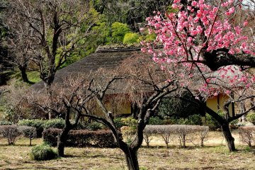 <p>Most of the plum trees had few or no blossoms</p>