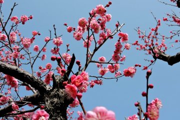 <p>These pink blossoms must be an early variety</p>