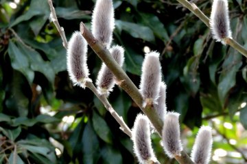 <p>I love pussy willow!</p>