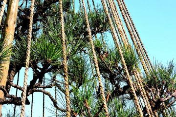 <p>An ingenious teepee of rope protects the pine branches from snow damage</p>