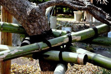<p>Bamboo lengths are lashed to the trunk</p>