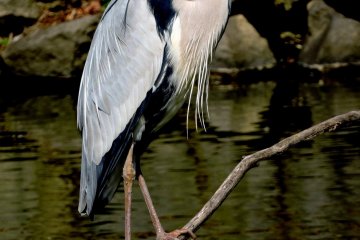<p>I think he was yawning! &nbsp;</p>