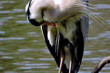 <p>He spent a lot of time grooming</p>