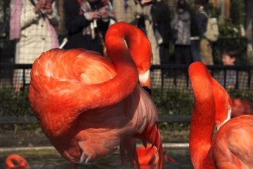 Ueno Zoo #2 – Beautiful Birds