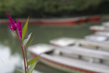 <p>View of a boat parking lot near the Ohana Estate</p>