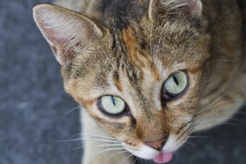 <p>It's easy to spot lounging cats</p>