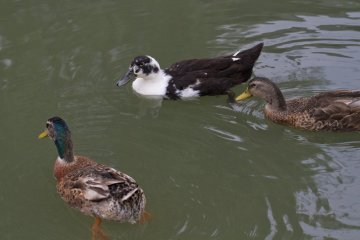 <p>Waterfowl and turtles inhabit the canals</p>