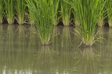 <p>The canals were originally an irrigation network until fashioned into canals some 400 years ago</p>