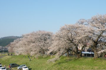 Ogawara's Thousand Sakura Trees