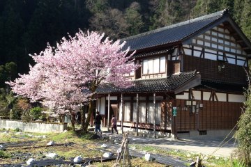 Penginapan tradisional Minshuku selama musim bunga sakura