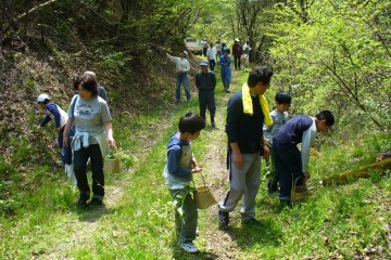 Mengumpulkan sayuran dari pegunungan dan hutan pada musim semi