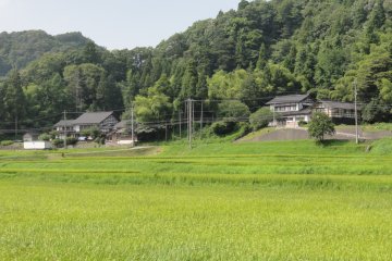 Sawah hijau dengan hutan di bagian belakangnya
