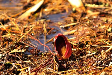 Saya menyusuri jalan yang ada di sepanjang Danau Megami dan untuk pertama kalinya saya melihat Zazen-so (semacam kol bernama Eastern Skunk Cabbage)!