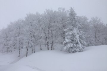 <p>It's like being in a winter wonderland.</p>