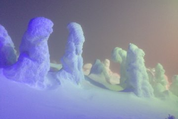<p>The lights during the illumination were beautiful. They added yet another dimension to these awesome creatures.</p>