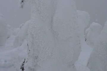 <p>This one looks like a huge bear!</p>