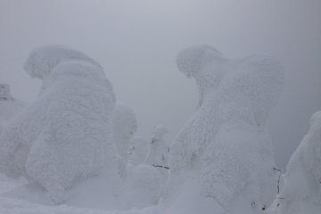 <p>Just think, those are trees! Trees with snow!</p>