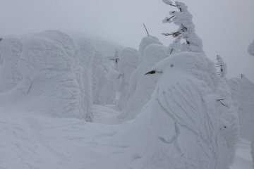 <p>Can you spot the bird?</p>
