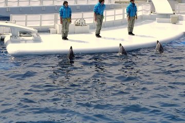 Dolphin Show at Kyoto Aquarium