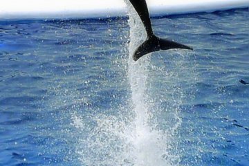<p>Up like a rocket &nbsp;</p>