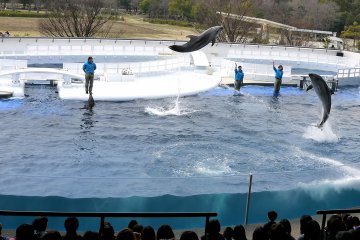 <p>Are they jumping or levitating?</p>