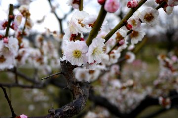 Plum Blossom at Umekoji Park