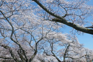 Hanami at Mikamine Park