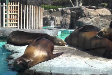 Ueno Zoo #4 – Cool Meat Eaters