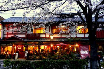 Cherry Blossom Evenings in Kyoto