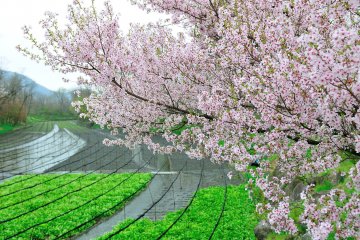 Daio Wasabi Farm