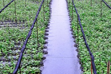 <p>The unfortunate rainy day was in fact good fortune for these wasabi plants. They looked happy!</p>