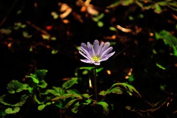 <p>Elegant kikuzaki-ichige (anemone)</p>